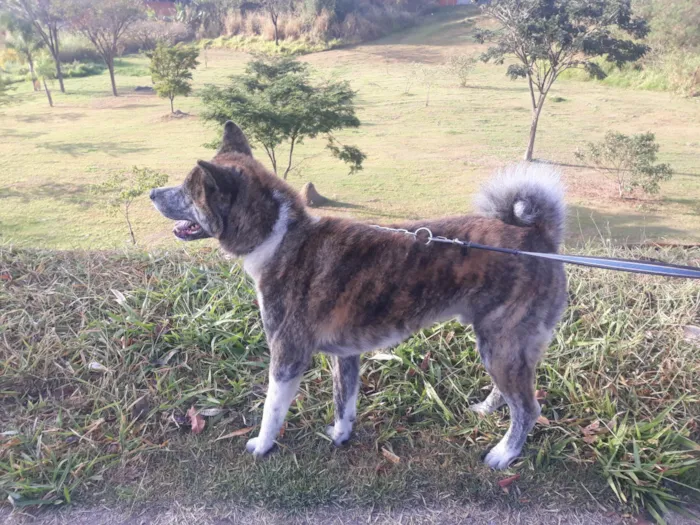 Cachorro ra a Akita idade 4 anos nome Duke