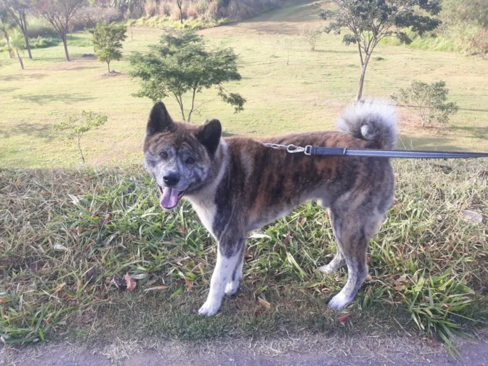 Cachorro ra a Akita idade 4 anos nome Duke