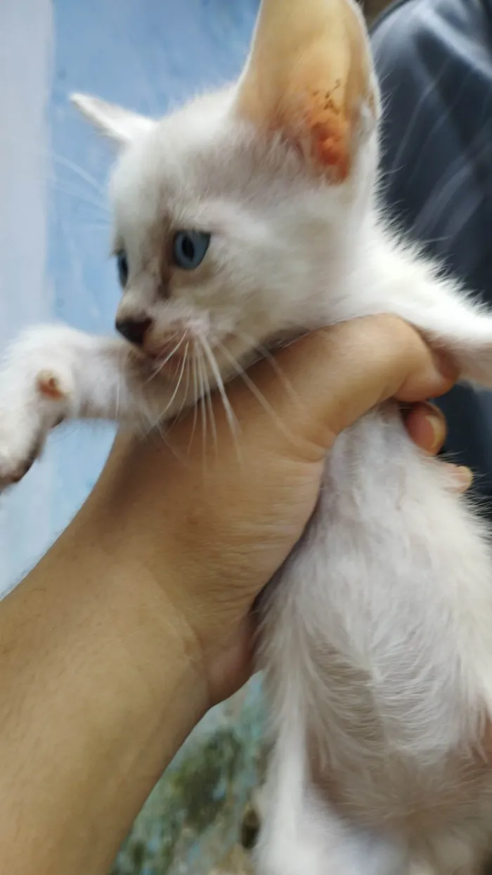 Gato ra a Não sei idade Abaixo de 2 meses nome Não tem ainda