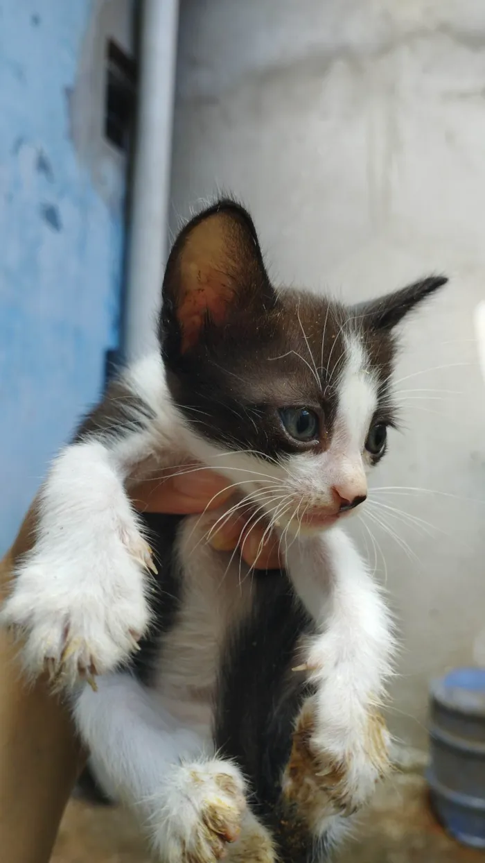 Gato ra a Não sei idade Abaixo de 2 meses nome Não tem ainda