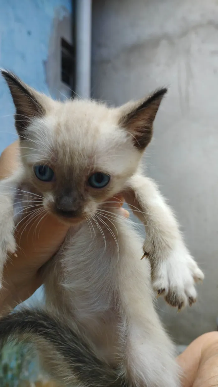 Gato ra a Não sei idade Abaixo de 2 meses nome Não tem ainda