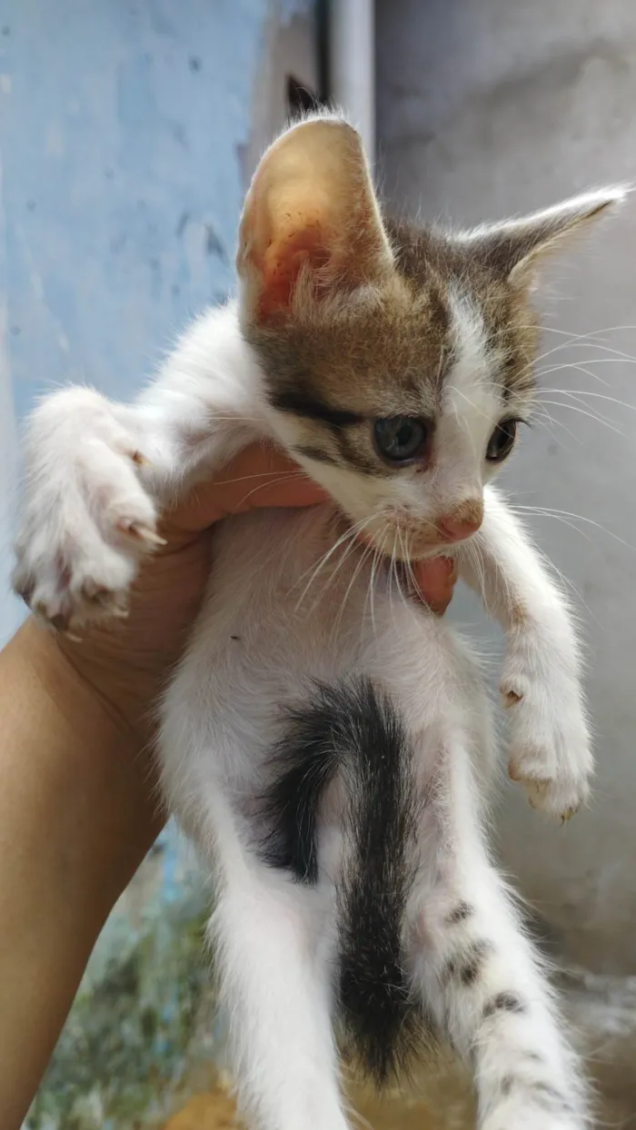Gato ra a Não sei idade Abaixo de 2 meses nome Não tem ainda