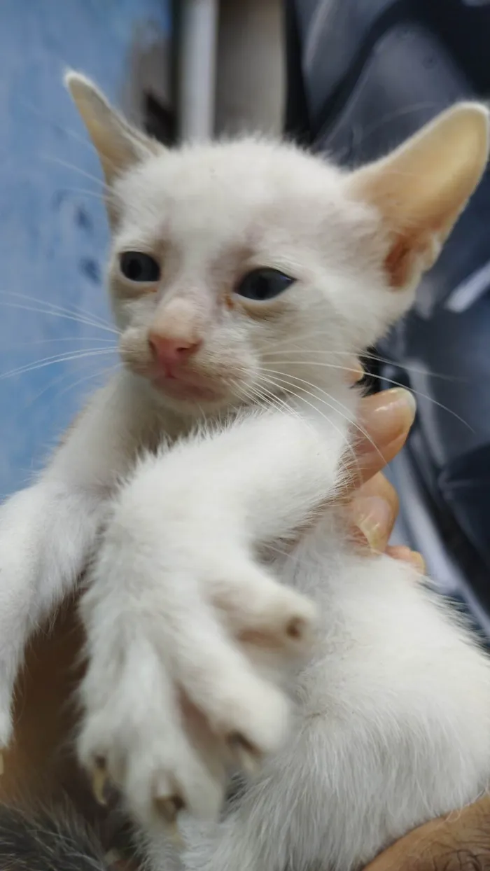 Gato ra a Não sei idade Abaixo de 2 meses nome Não tem ainda