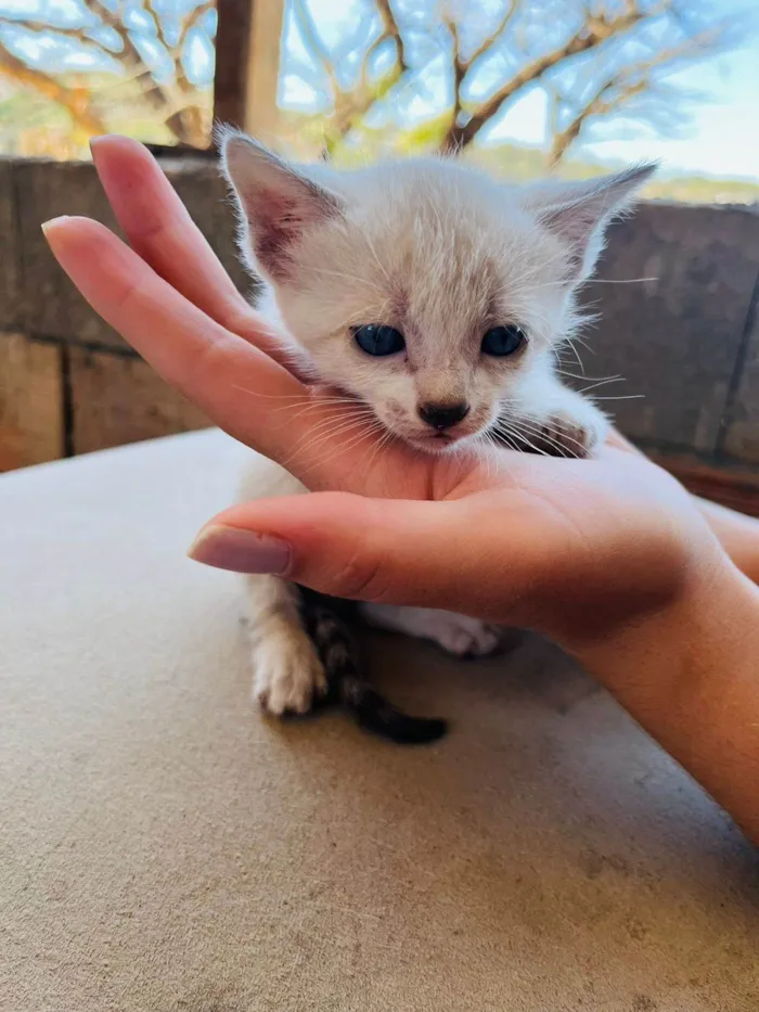 Gato ra a SRD-ViraLata idade Abaixo de 2 meses nome Ainda não tem nome