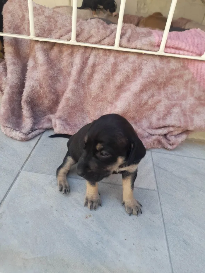 Cachorro ra a SRD-ViraLata idade Abaixo de 2 meses nome Sem nome ainda