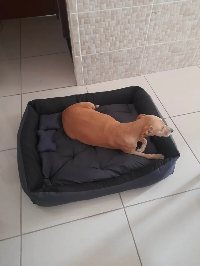 Cachorro ra a SRD-ViraLata idade Abaixo de 2 meses nome Sem nome ainda