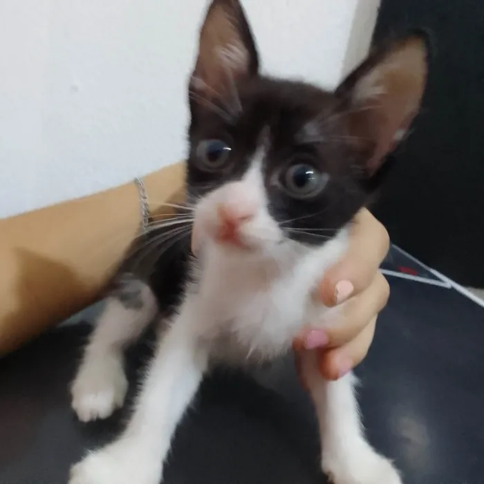 Gato ra a  idade 2 a 6 meses nome Gatinhos 