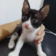 Gatinhos
