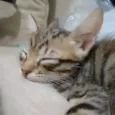 Gatinhos