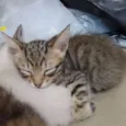 Gatinhos