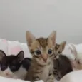 Gatinhos 