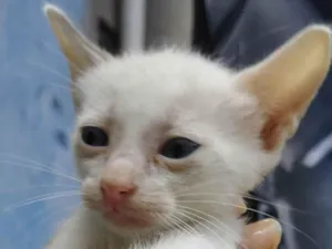 Gato raça Não sei idade Abaixo de 2 meses nome Não tem ainda