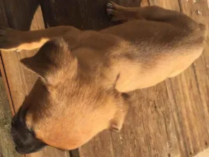 Cachorro raça Pinther com vira lata idade Abaixo de 2 meses nome Variados