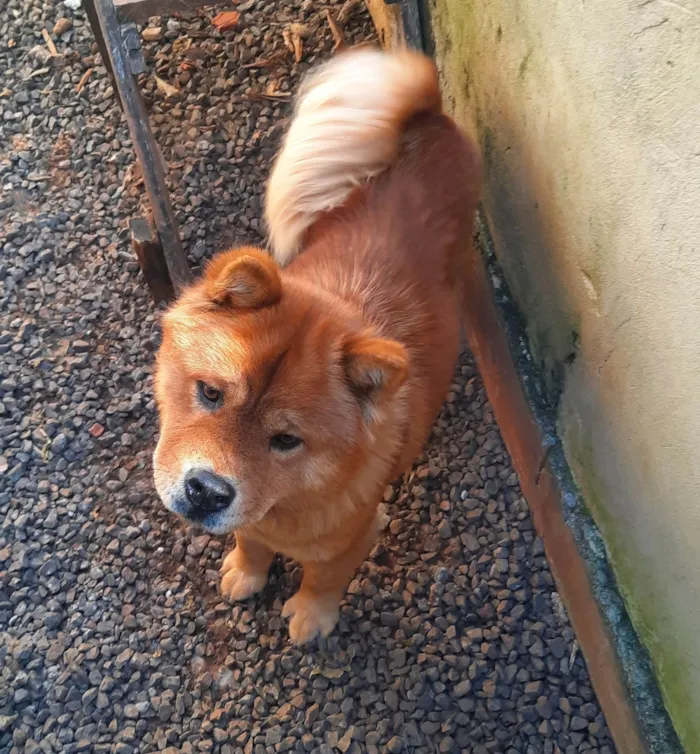 Cachorro ra a Chow-chow idade 4 anos nome Lecy