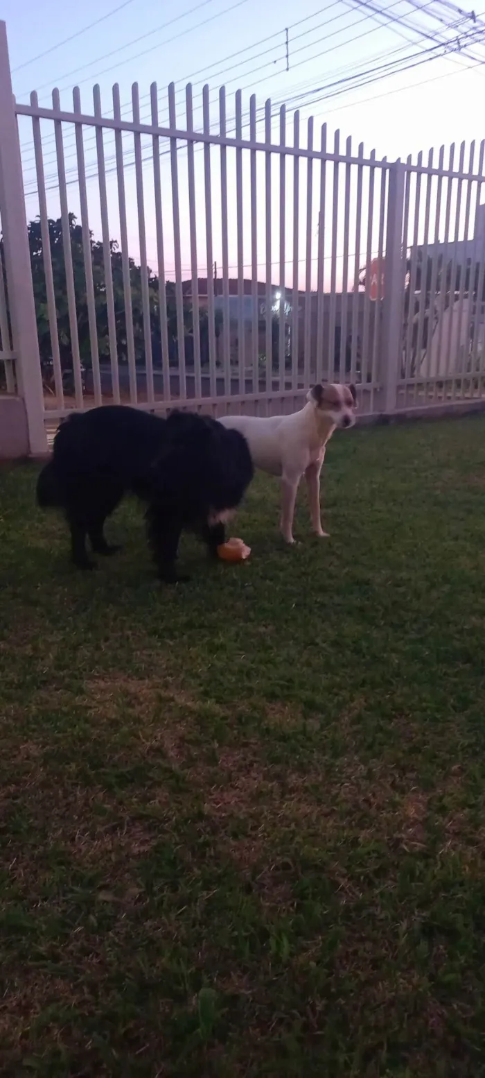 Cachorro ra a SRD-ViraLata idade 3 anos nome Gabriel Gomes