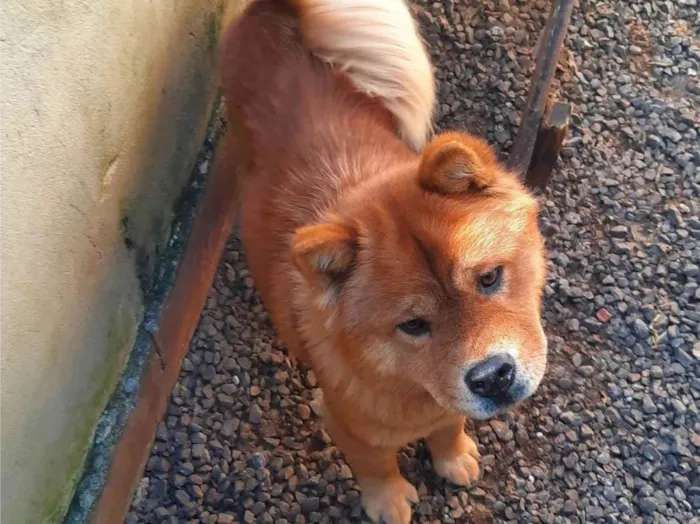 Cachorro ra a Chow-chow idade 4 anos nome Lecy