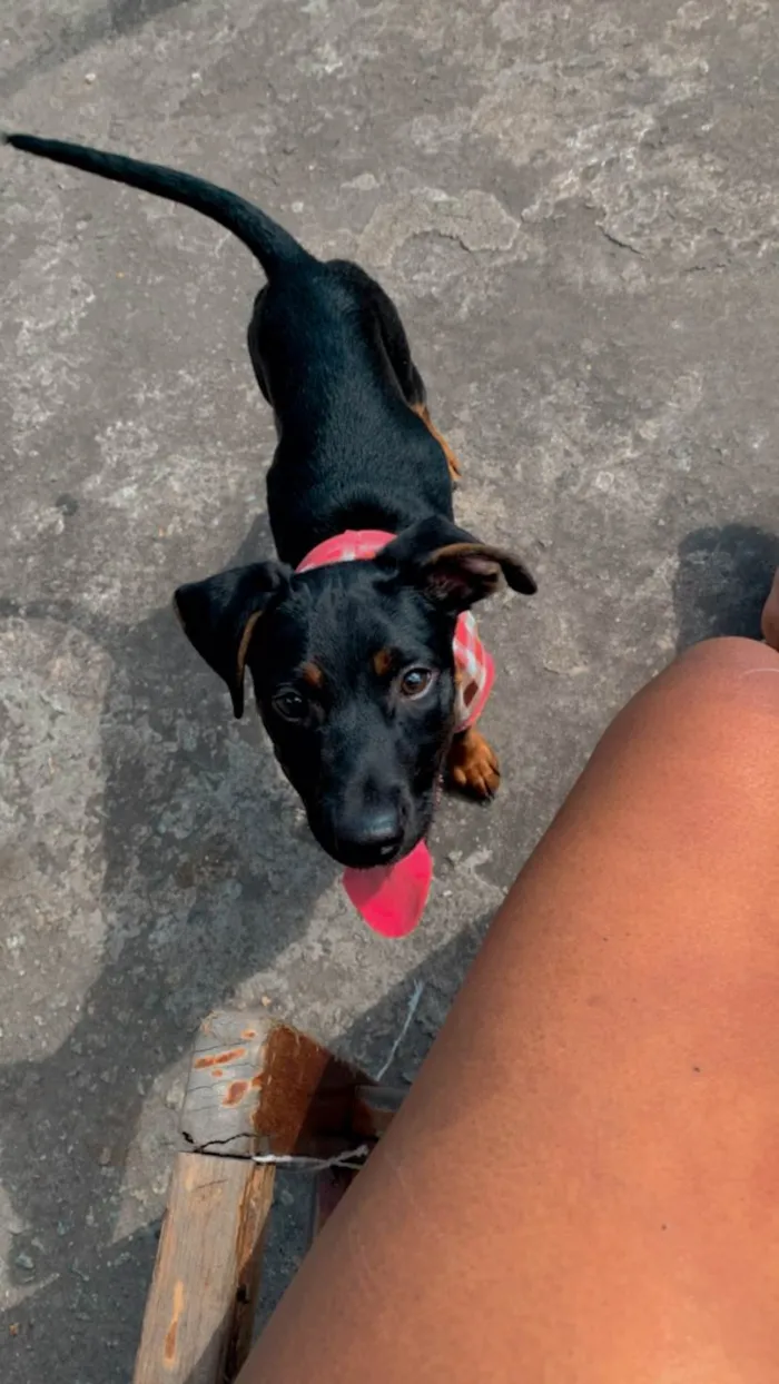 Cachorro ra a Vira lata  idade 2 a 6 meses nome Antonella 