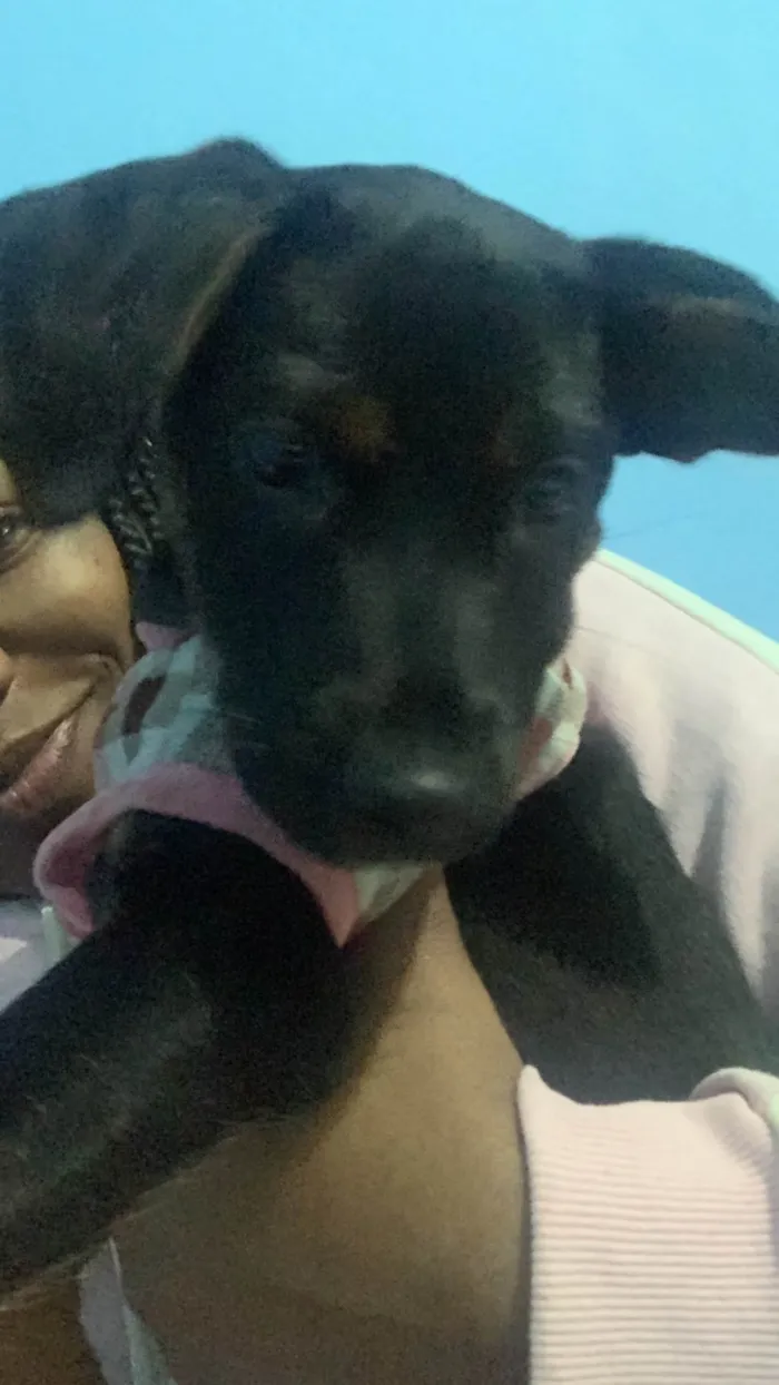 Cachorro ra a Vira lata  idade 2 a 6 meses nome Antonella 