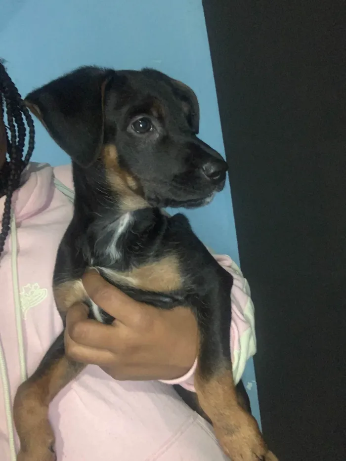 Cachorro ra a Vira lata  idade 2 a 6 meses nome Antonella 