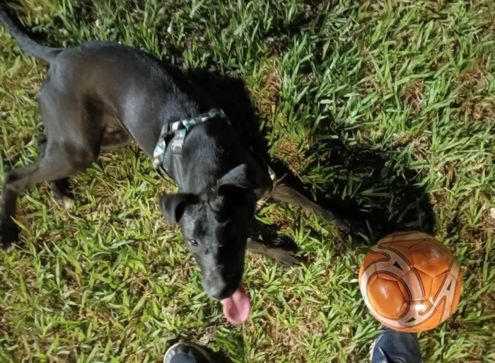 Cachorro ra a SRD-ViraLata idade 1 ano nome Oreo