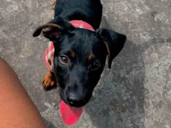 Cachorro ra a Vira lata  idade 2 a 6 meses nome Antonella 