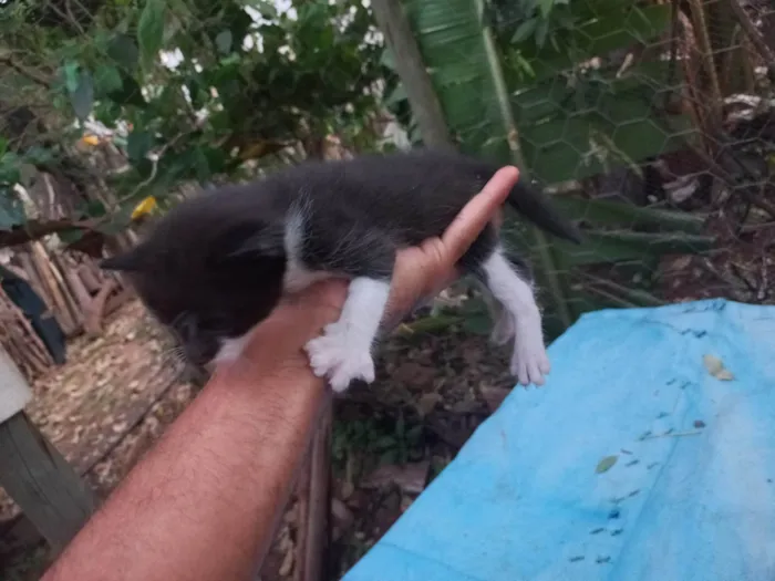 Gato ra a  idade Abaixo de 2 meses nome Frajola