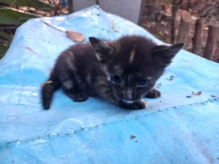 Gato ra a  idade Abaixo de 2 meses nome Sheron