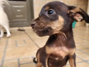 Cachorro raça SRD-ViraLata idade 2 a 6 meses nome Sem nome