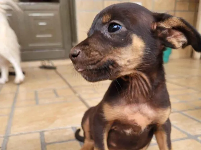 Cachorro ra a SRD-ViraLata idade 2 a 6 meses nome Sem nome