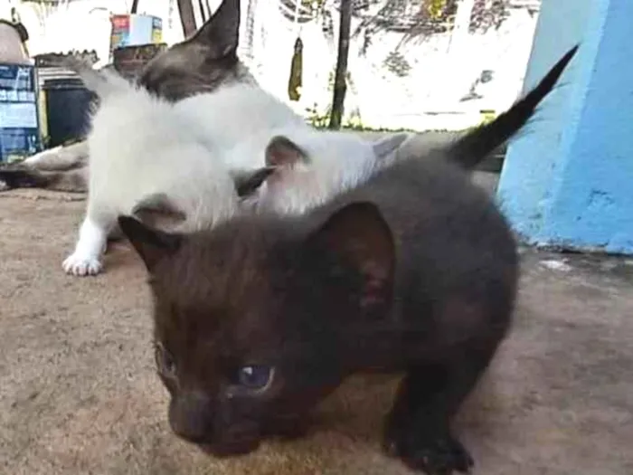 Gato ra a Gatinho preto amarronzado idade Abaixo de 2 meses nome Café