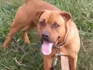 Cachorro raça SRD-ViraLata idade 2 anos nome Hercules