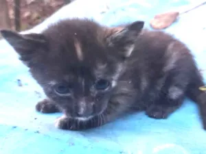 Gato raça  idade Abaixo de 2 meses nome Sheron