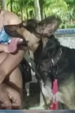 Cachorro ra a Pastor Alemão idade 1 ano nome Luna