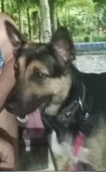 Cachorro ra a Pastor Alemão idade 1 ano nome Luna