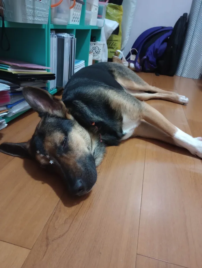 Cachorro ra a Pastor Alemão idade 1 ano nome Luna