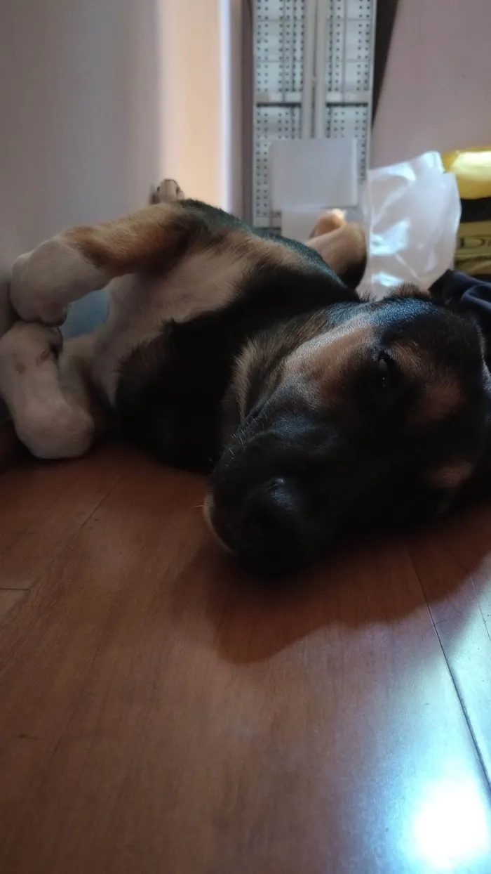Cachorro ra a Pastor Alemão idade 1 ano nome Luna