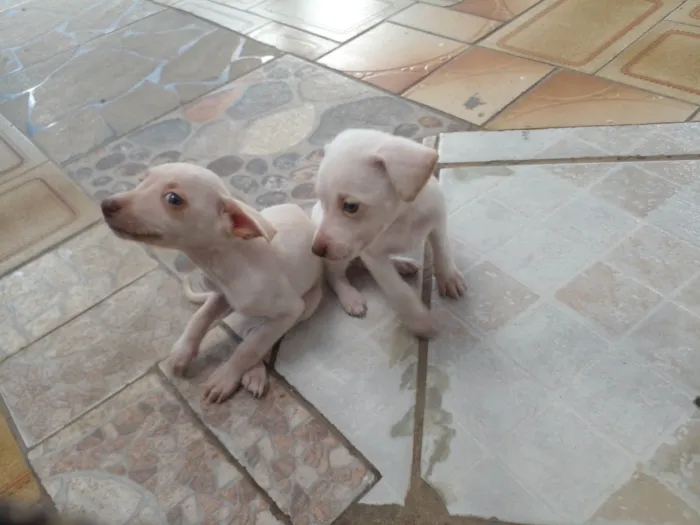 Cachorro ra a SRD idade Abaixo de 2 meses nome Sem nome