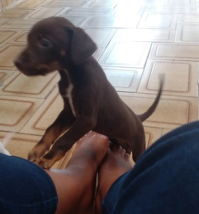 Cachorro ra a SRD idade Abaixo de 2 meses nome Sem nome