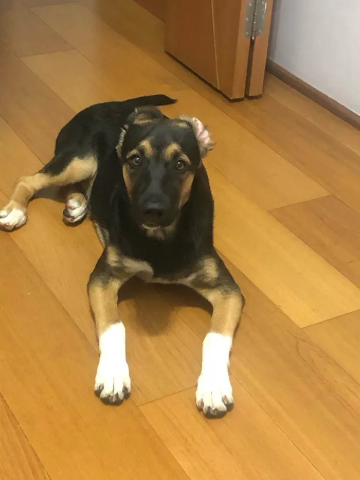 Cachorro ra a Pastor Alemão idade 1 ano nome Luna