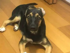 Cachorro raça Pastor Alemão idade 1 ano nome Luna