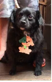 Cachorro ra a SRD-ViraLata idade 2 anos nome Lobinho 