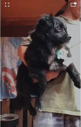 Cachorro ra a SRD-ViraLata idade 2 anos nome Lobinho 