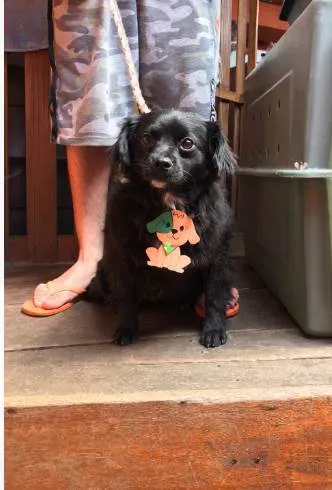 Cachorro ra a SRD-ViraLata idade 2 anos nome Lobinho 