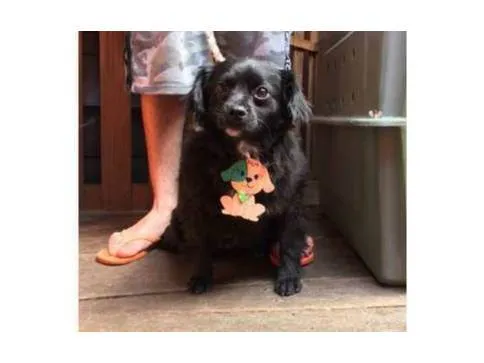 Cachorro ra a SRD-ViraLata idade 2 anos nome Lobinho 