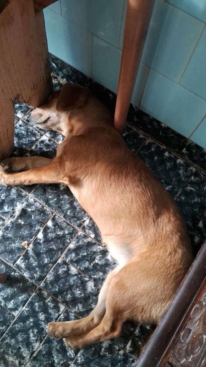 Cachorro ra a SRD-ViraLata idade 1 ano nome Mel