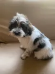Bob