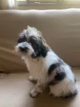 Bob