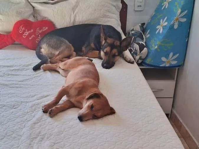 Cachorro ra a SRD-ViraLata idade 1 ano nome Mel
