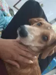 Mel