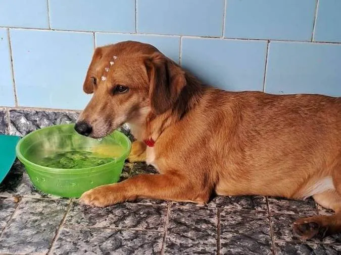 Cachorro ra a SRD-ViraLata idade 1 ano nome Mel